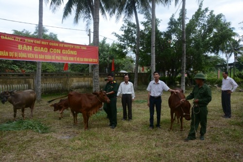 Sơn Tịnh tặng bò giống cho các gia đình quân nhân dự bị và dân quân tự vệ