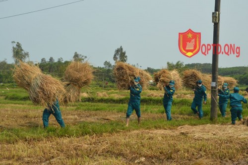 Bình Sơn: hơn 300 cán bộ chiến sỹ Ban CHQS huyện giúp dân thu hoạch mùa màng