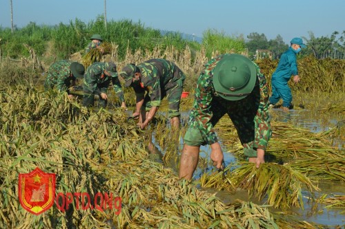 Giúp dân thu hoạch hoa màu, lúa khắc phục hậu quả sau Bão số 5